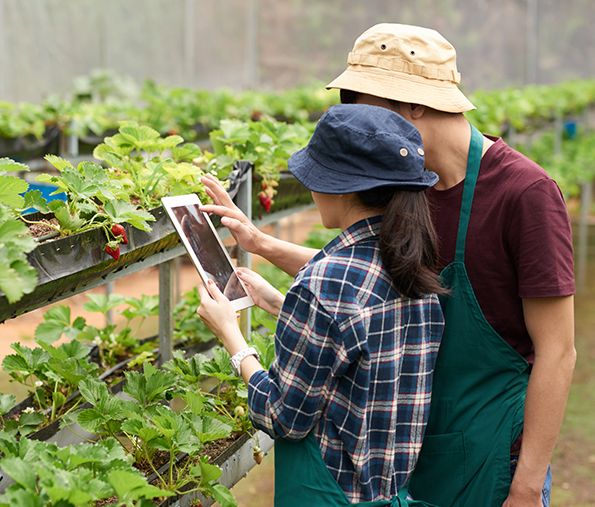 Gestión de inventarios agrícolas con ASINFO