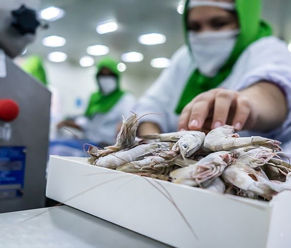 Control eficiente de producción acuícola Gestión de producción para la industria acuícola con ASINFO