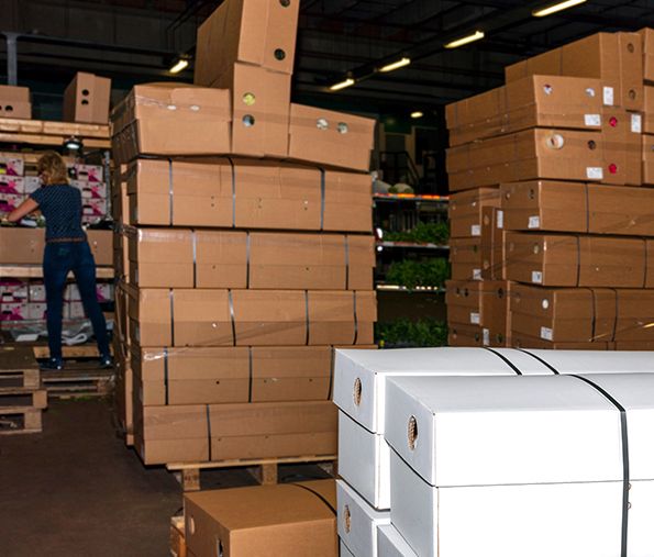 Empacado de flores en procesos industriales Personal trabajando en el empacado de flores