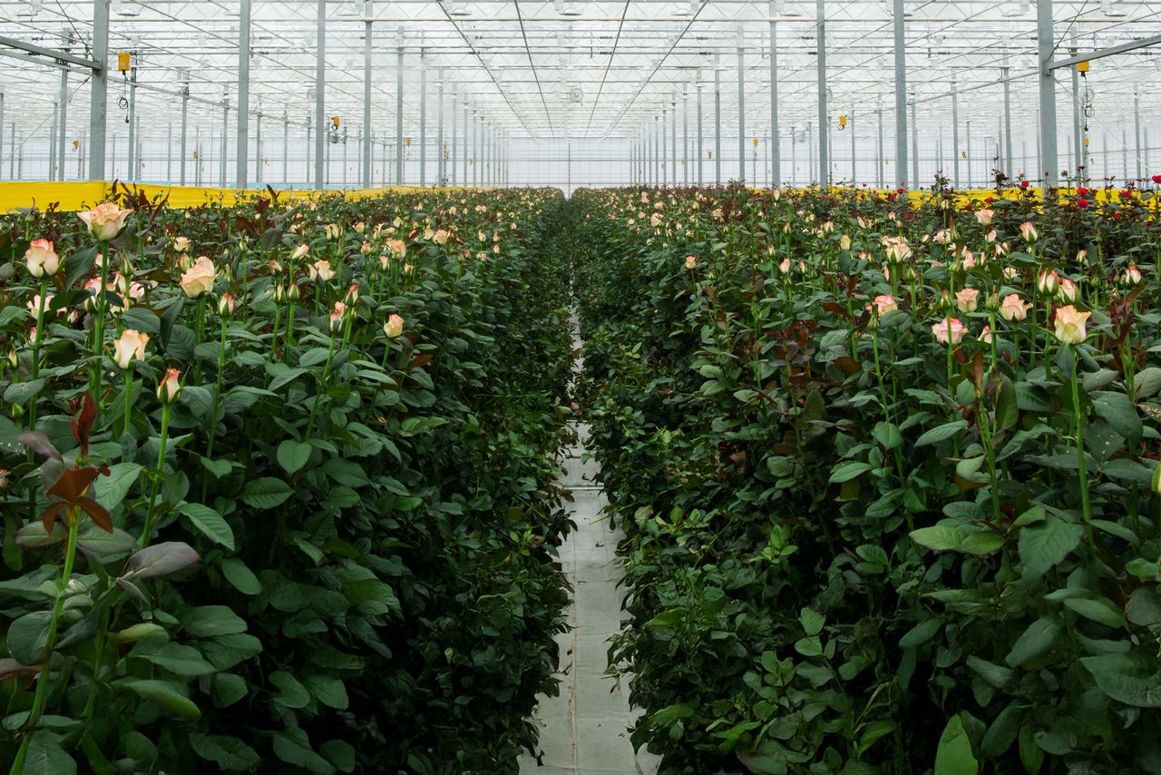 Producción de rosas en invernaderos florícolas Cultivo de rosas en un invernadero