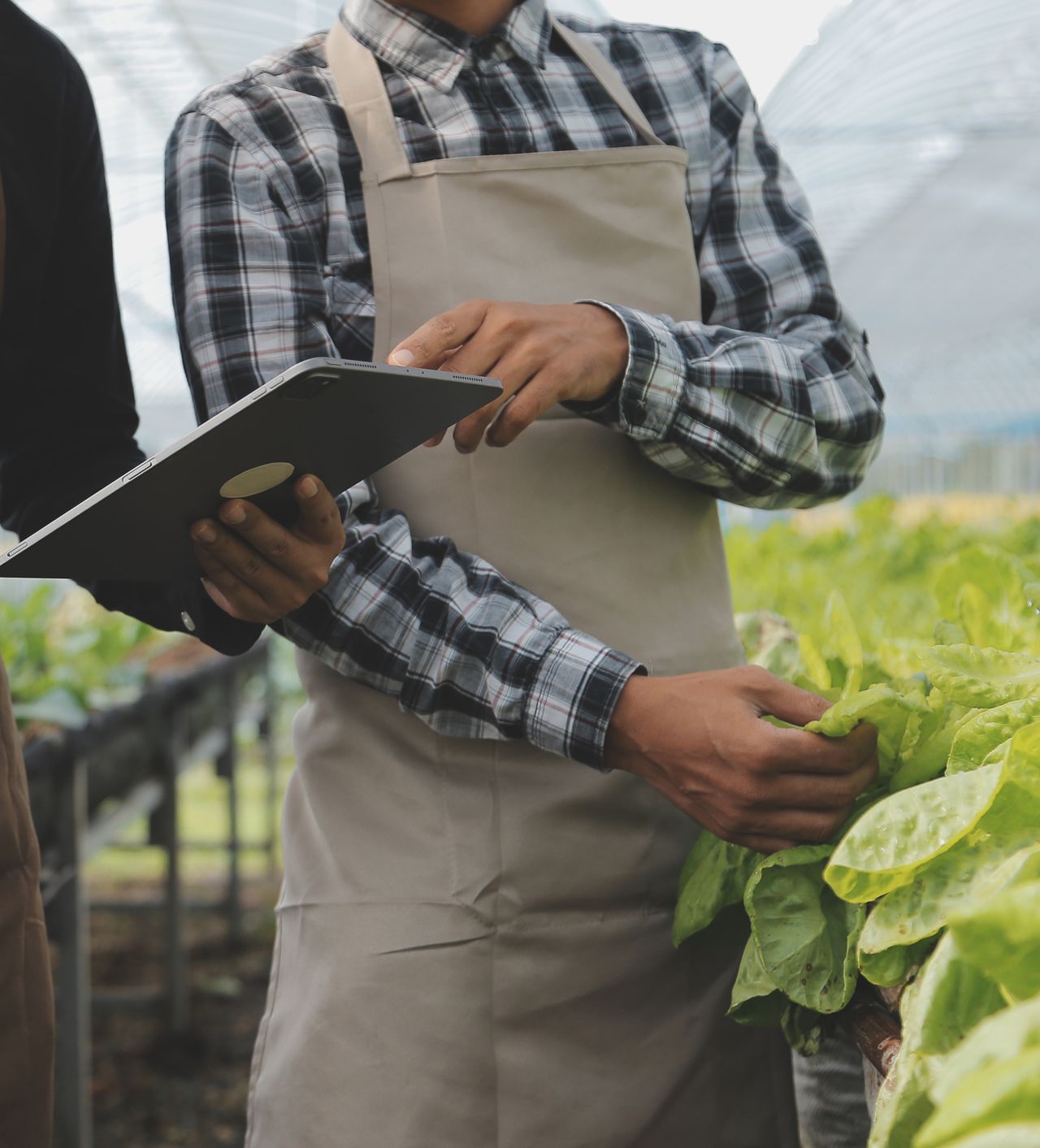 Trabajadores agrícolas revisando cultivos con una tablet