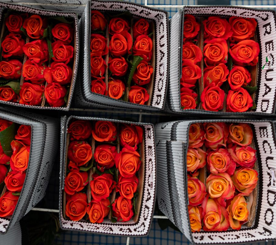 Rosas ecuatorianas empaquetadas para su exportación internacional.