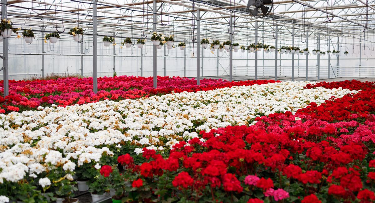 Software floricola para gesrion de produccion e inventario en Ecuador Software floricola para gesrion de produccion e inventario en Ecuador